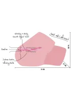 Šťavnatá sajúca vagína 4 kg — obrázok 2