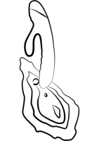Jazz — obrázok 10